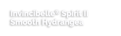 Invincibelle® Spirit II Smooth hydrangea
