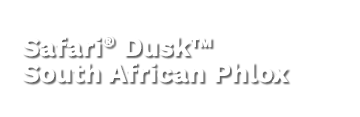 Safari® Dusk™ South African Phlox